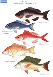 Image result for Lutjanus analis