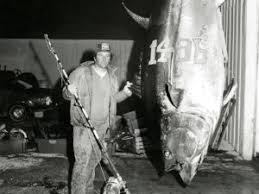 Image result for giant tuna