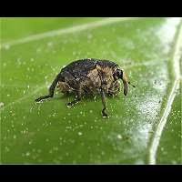 Attēlu rezultāti vaicājumam “Mononychus punctumalbum”