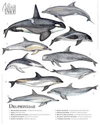 Image result for Delphinus delphis