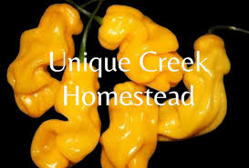 Afbeeldingsresultaat voor mme jeanette hot pepper