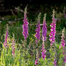 Image result for Fingerhut rot