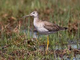 Image result for Tringa melanoleuca