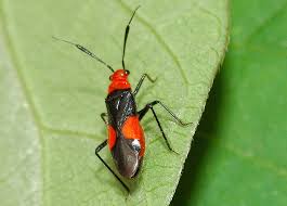 Attēlu rezultāti vaicājumam “Miridae”