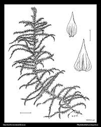 Attēlu rezultāti vaicājumam “Rhytidiadelphus triquetrus sporophyte”