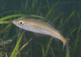 Image result for Pollachius pollachius