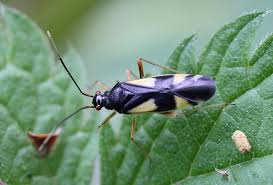Attēlu rezultāti vaicājumam “Dryophilocoris flavoquadrimaculatus”