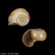 Attēlu rezultāti vaicājumam “Planorbidae”