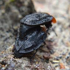 Attēlu rezultāti vaicājumam “Oiceoptoma thoracicum”