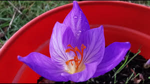 Attēlu rezultāti vaicājumam “Crocus speciosus flower”
