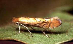 Attēlu rezultāti vaicājumam “Phyllonorycter sp.”