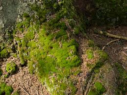 Attēlu rezultāti vaicājumam “Dicranum montanum”