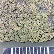 Attēlu rezultāti vaicājumam “Verrucaria hydrela”