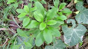 Attēlu rezultāti vaicājumam “Myosotis sylvatica leaf”