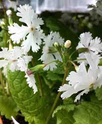 Attēlu rezultāti vaicājumam “Primula x margotae flower”