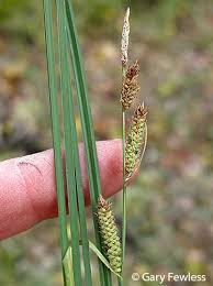 Attēlu rezultāti vaicājumam “Carex hartmanii”