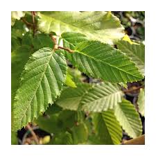 Attēlu rezultāti vaicājumam “Carpinus betulus”