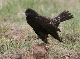 Image result for Melanocorypha yeltoniensis