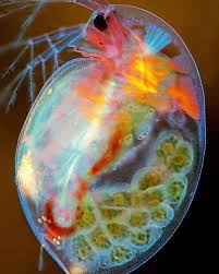 Attēlu rezultāti vaicājumam “Tubifera magna macro”