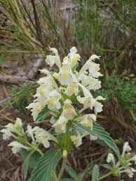Image result for Galeopsis segetum