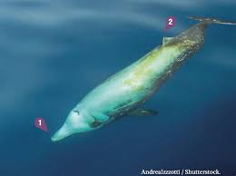 Image result for Ziphius cavirostris