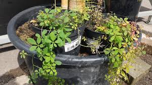 Image result for Ildblomkarse