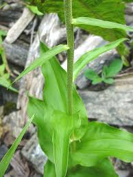 Attēlu rezultāti vaicājumam “Epipactis helleborine fruit”