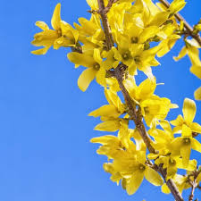 Attēlu rezultāti vaicājumam “Forsythia”