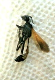 Attēlu rezultāti vaicājumam “Ammophila sp.”