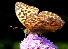 Attēlu rezultāti vaicājumam “Argynnis paphia pupa”