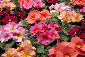 Attēlu rezultāti vaicājumam “Primula x margotae”