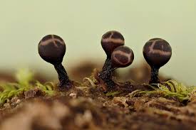 Attēlu rezultāti vaicājumam “Trichia botrytis var. cerifera spores”