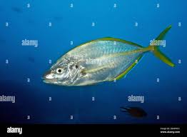 Image result for Pseudocaranx dentex