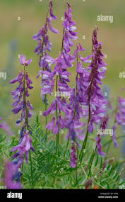 Attēlu rezultāti vaicājumam “Vicia tenuifolia flower”