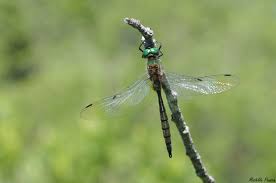Attēlu rezultāti vaicājumam “Somatochlora flavomaculata”