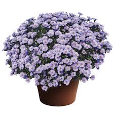 Image result for Aster novi-belgii