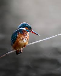 Attēlu rezultāti vaicājumam “Alcedo atthis”