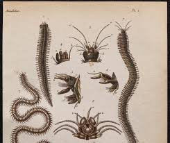 Attēlu rezultāti vaicājumam “Annelides”