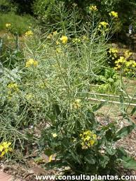 Attēlu rezultāti vaicājumam “Sinapis alba”