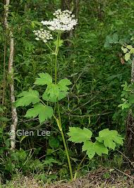 Image result for Heracleum sphondylium