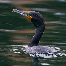 Image result for Phalacrocorax auritus