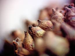 Attēlu rezultāti vaicājumam “Lycogala fuscoolearium macro”