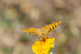 Attēlu rezultāti vaicājumam “Issoria lathonia upperside”