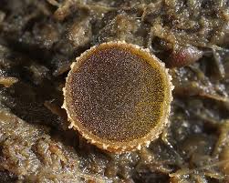 Attēlu rezultāti vaicājumam “Ascobolus furfuraceus”