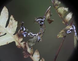 Attēlu rezultāti vaicājumam “Physarum bitectum spores”