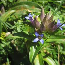 Attēlu rezultāti vaicājumam “Gentiana cruciata bud”