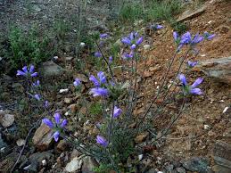 Image result for Campanula lingulata