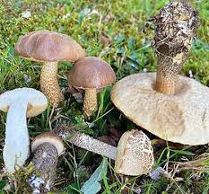 Attēlu rezultāti vaicājumam “Leccinum scabrum”