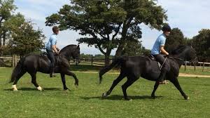 Image result for Beechwood Riding School