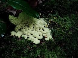 Attēlu rezultāti vaicājumam “Oligonema sp.”